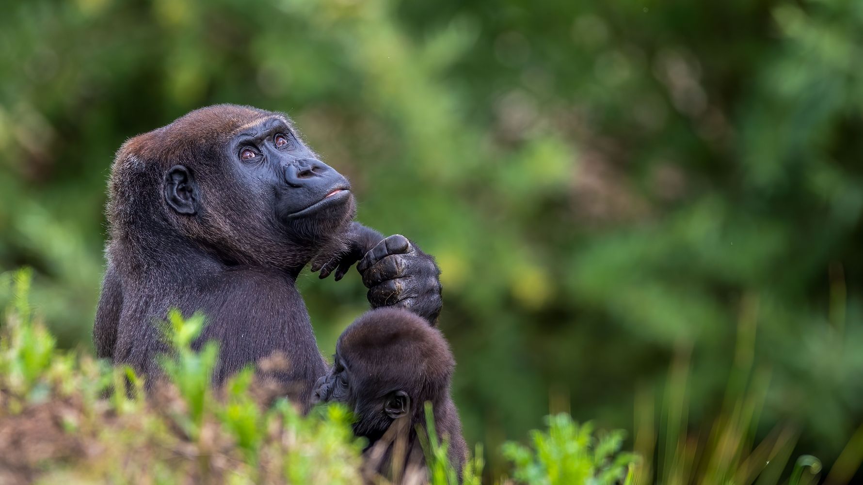 Gorilla