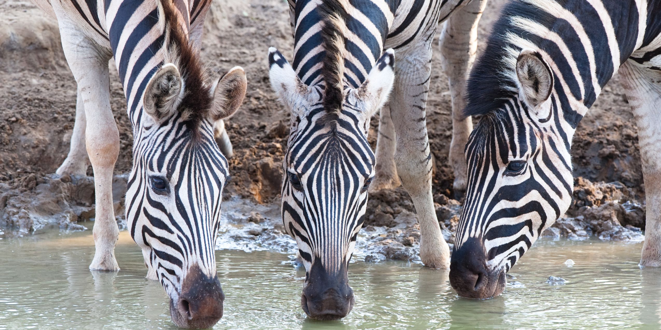 Drei Zebras trinken mit gesenktem Kopf nebeneinander am Wasserloch