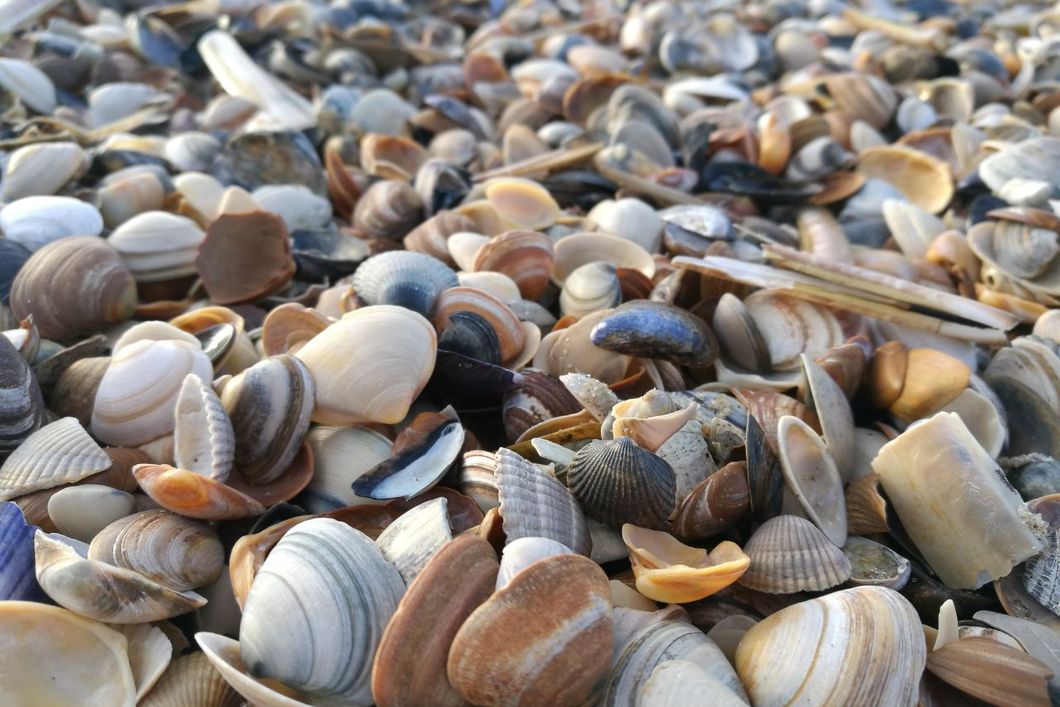 Haiforschung in Suedafrika: Muschelsammlung am Strand