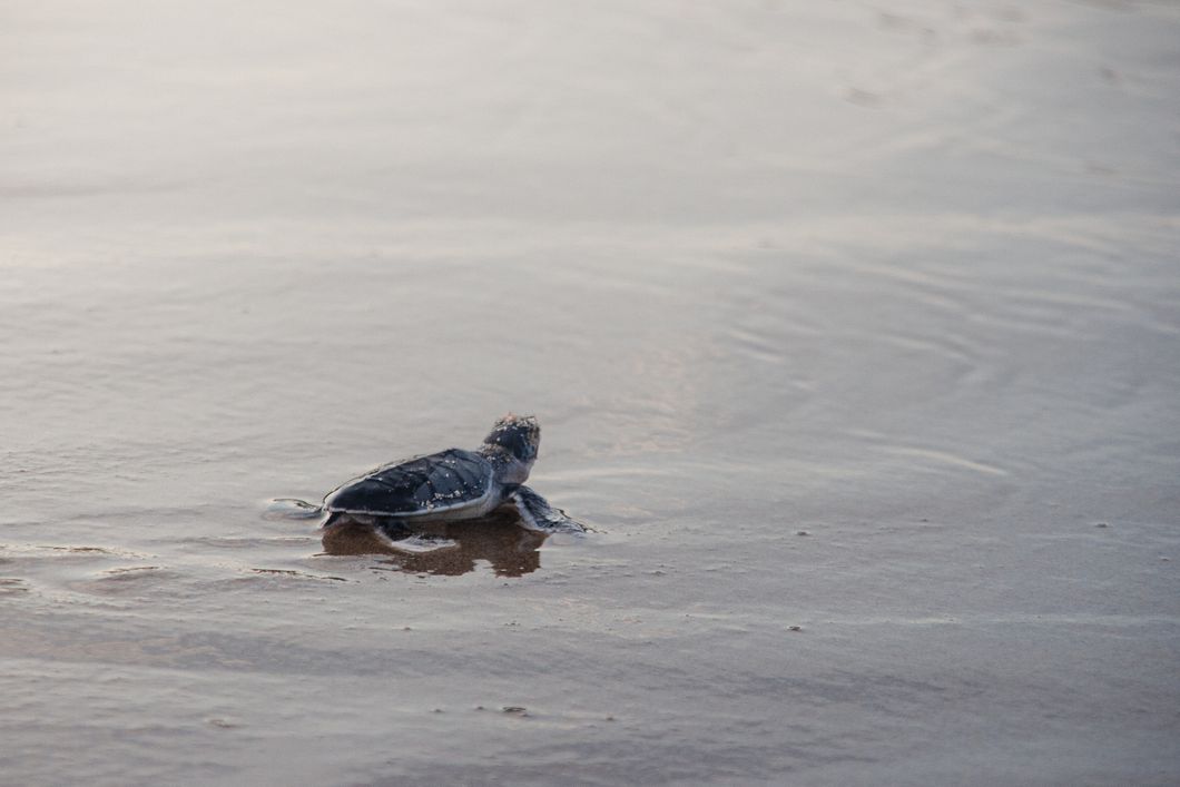 Baby Schildkr&ouml;te am Wasser