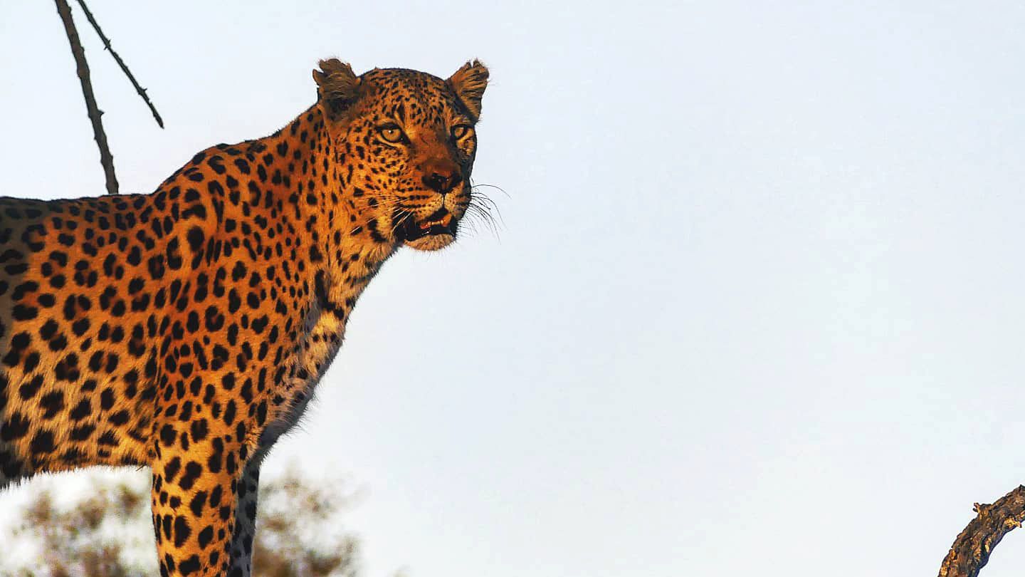erfahrungsbericht-sabbatical-afrika-julian-leopard-natucate