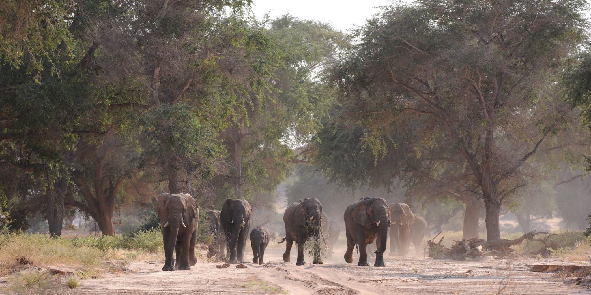 sabbatical-namibia-sambia-elefantenschutz-damaraland-elefanten-natucate