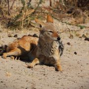 natucate-blog-review-james-kalahari-desert-fox-lying
