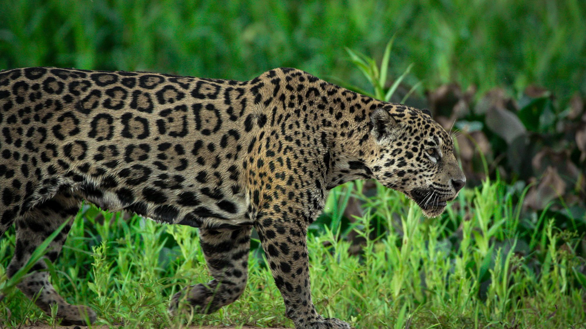 A spotted jaguar roams Brazil