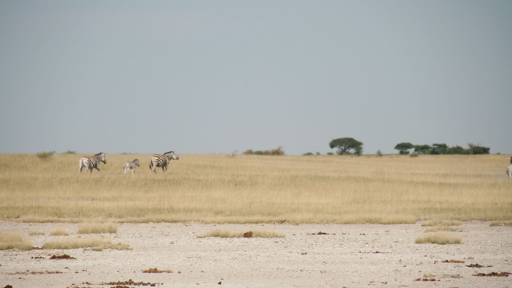 naturwissen-verwustung-desertifikation