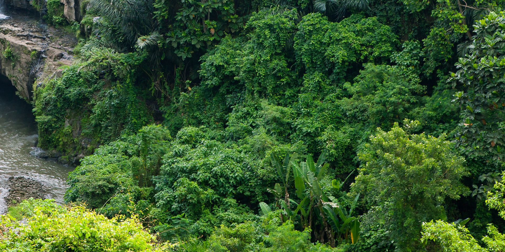 naturreise-koalaschutz-australien-regenwald-natur-pflanzenwelt-natucate