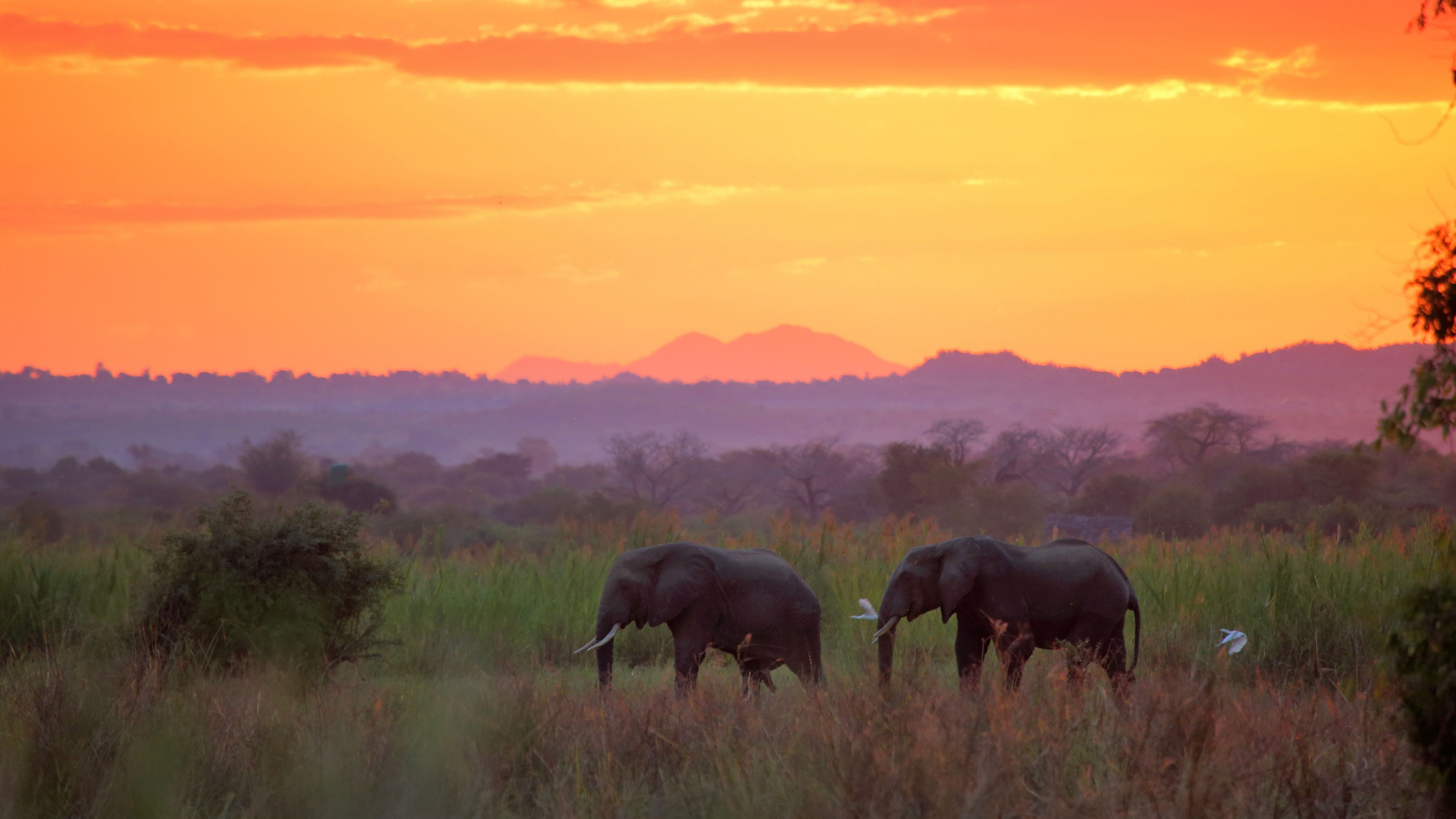 Elefanten in Malawi w&auml;hrend des Sonnenuntergangs