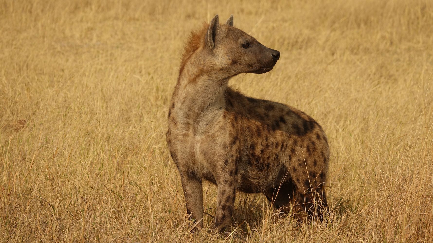 landingpage-rangerkurse-botswana-hyaene-natucate