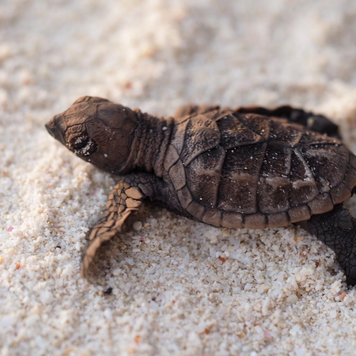 erfahrungsbericht-freiwilligenarbeit-costa-rica-adeline-shildkroete