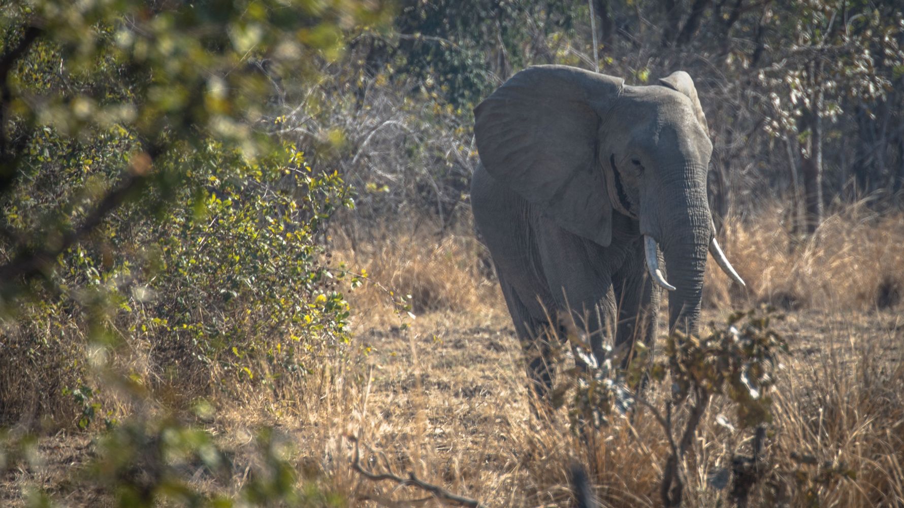 landingpage-freiwilligenarbeit-elefanten-afrika-savanne-natucate