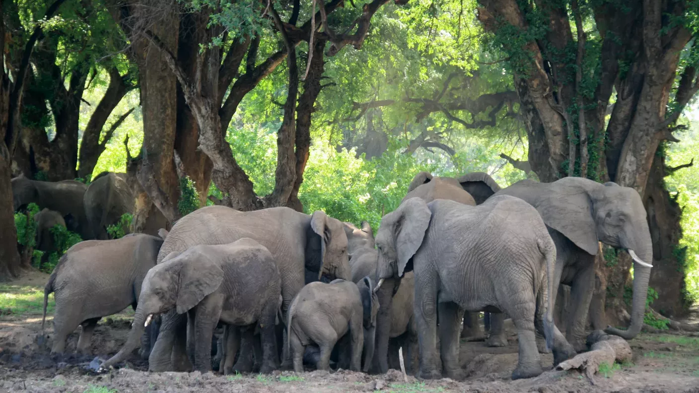 landingpage-safari-suedafrika-elefantenherde-natucate