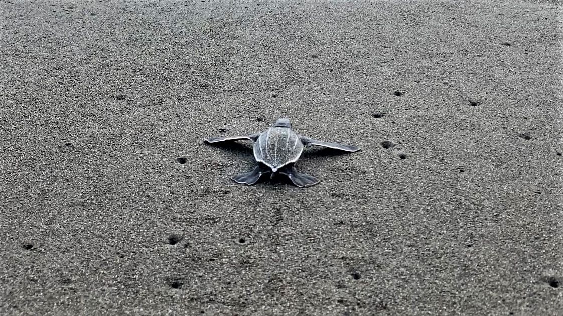 Eine Babyschildkröte, die gerade geschlüpft ist, befindet sich am Strand