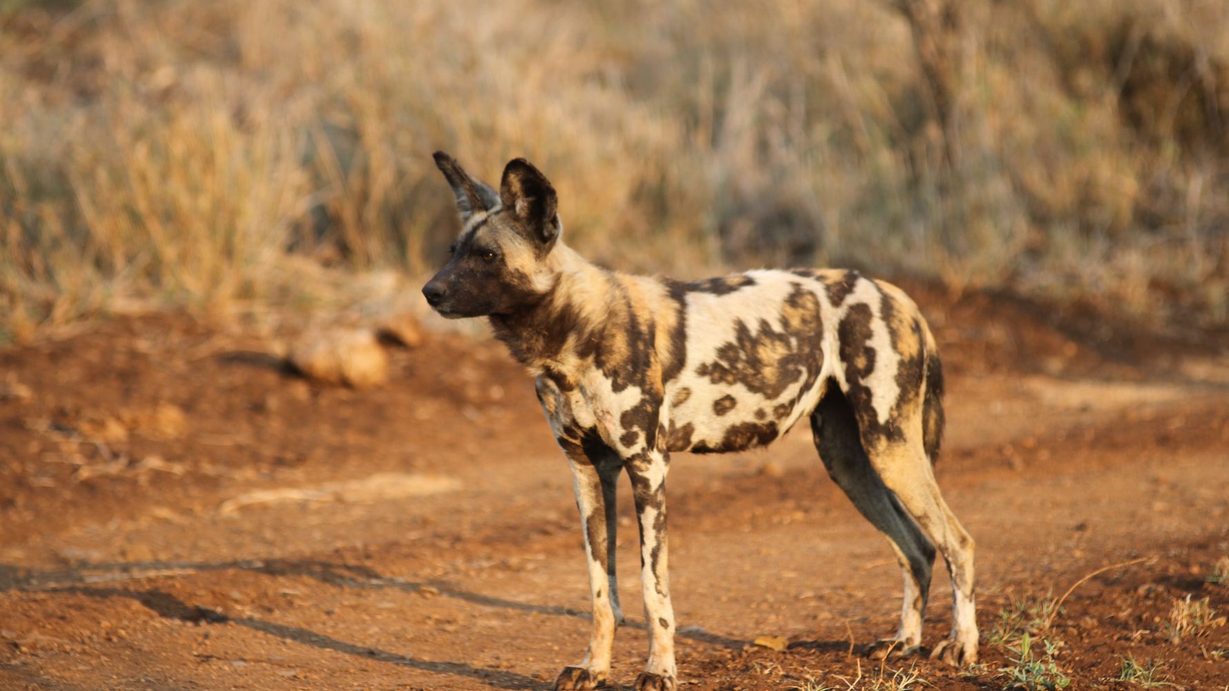 freiwilligenarbeit-artenschutz-wildhunde-in-suedafrika-rueckblick-2017-blog-natucate