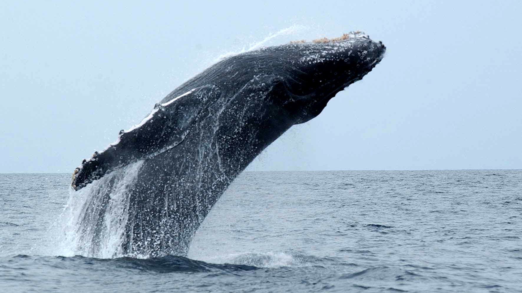A humpback whale is soaring up from the water in the Indian Ocean