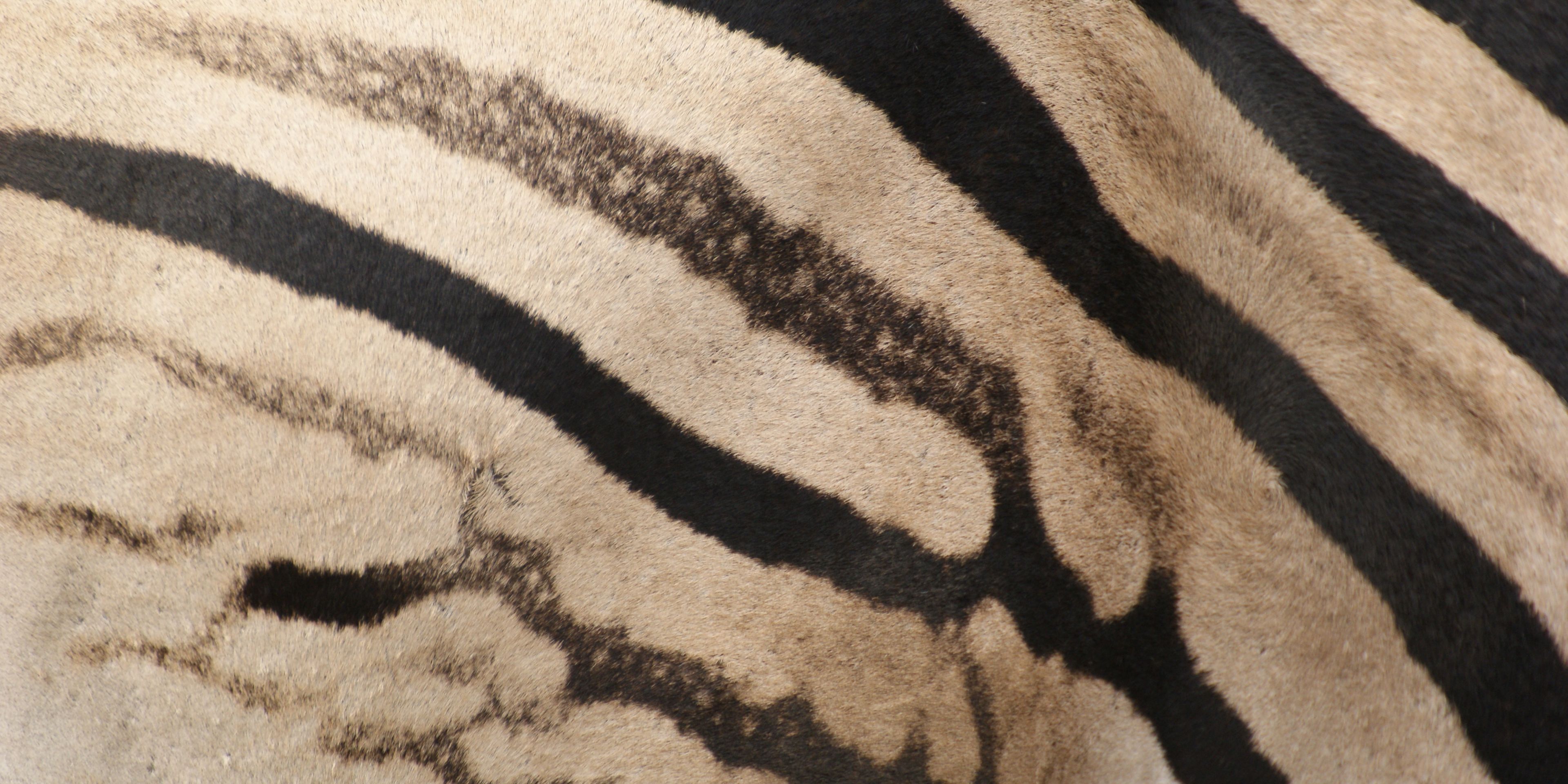 Nahaufnahme eines Zebras mit der schwarz-weissen Fellmaserung