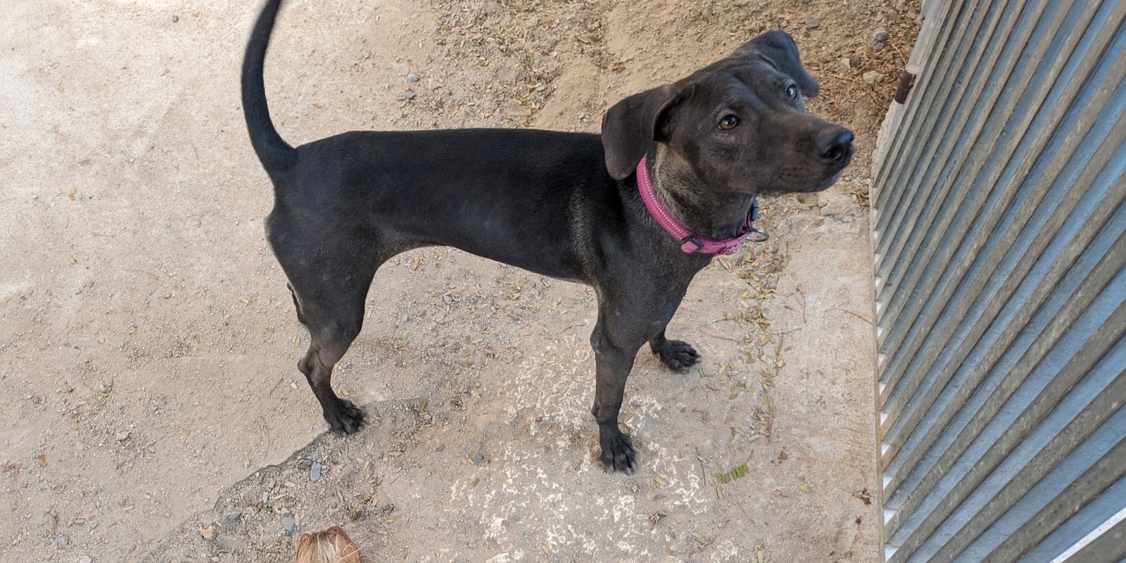 natucate-blog-review-thailand-koh-lanta-wayne-dog-black