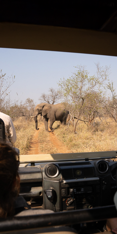 natucate-guide-course-south-africa-et-svenja-game-drive-ecoquest