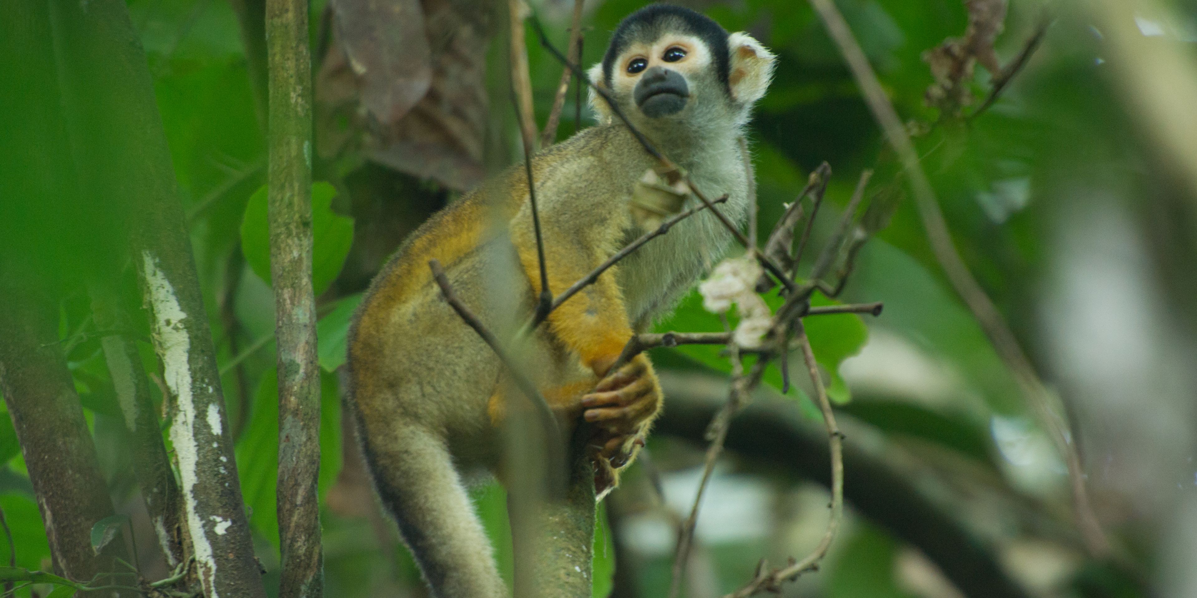Ein Kapuzineraffe sitzt in einem Baum im peruanischen Regenwald