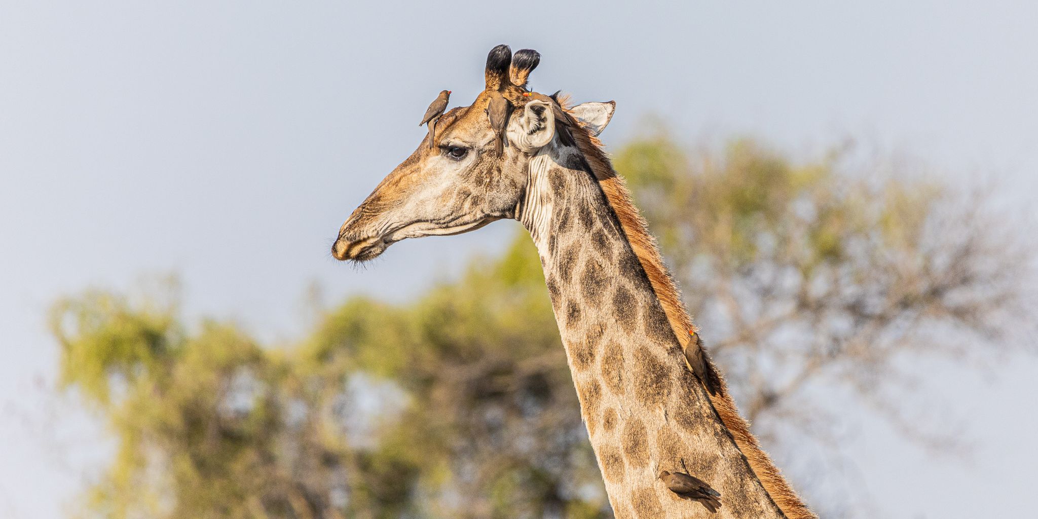 natucate-guide-courses-bw-giraffe-head