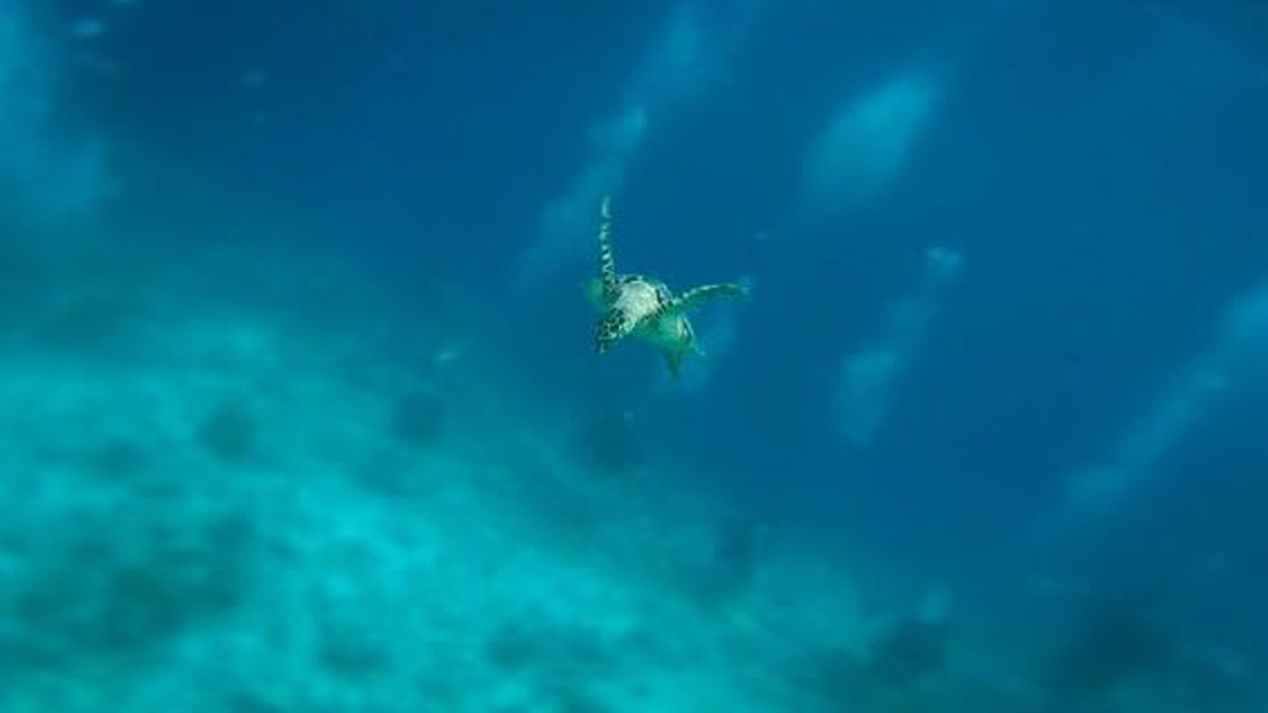 freiwilligenarbeit-malediven-erfahrungsbericht-kundenfotos-artenschutz-schildkroete-natucate