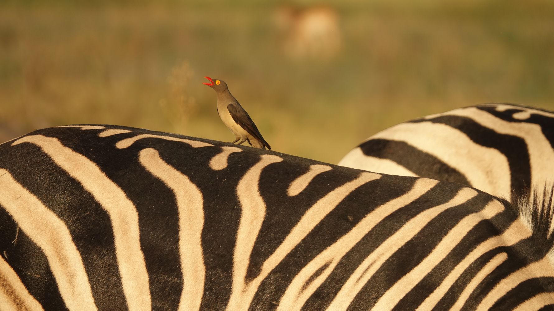 landingpage-safari-botswana-oxpecker-zebra-natucate