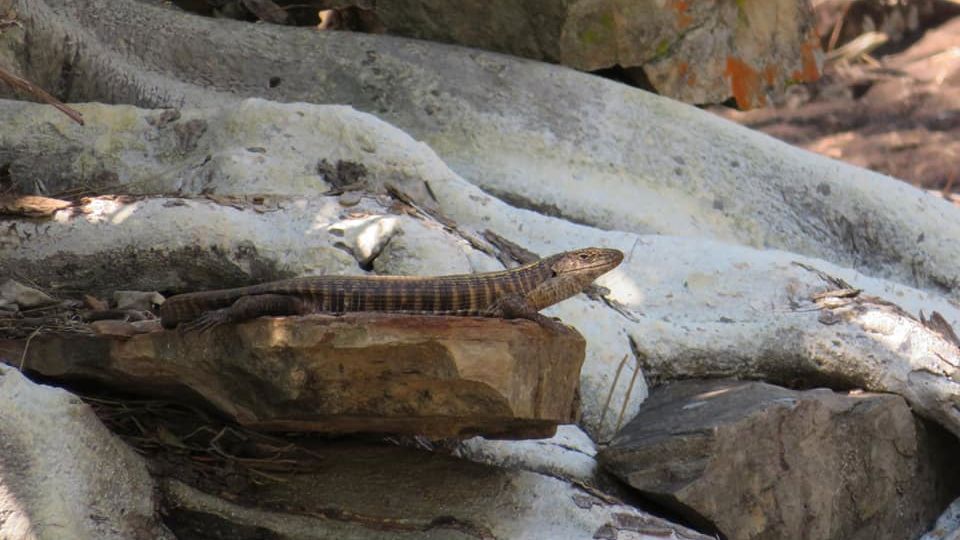 erfahrungsberichte-suedliches-afrika-pfg-rangerausbildung-kundenfotos-salamander-natucate