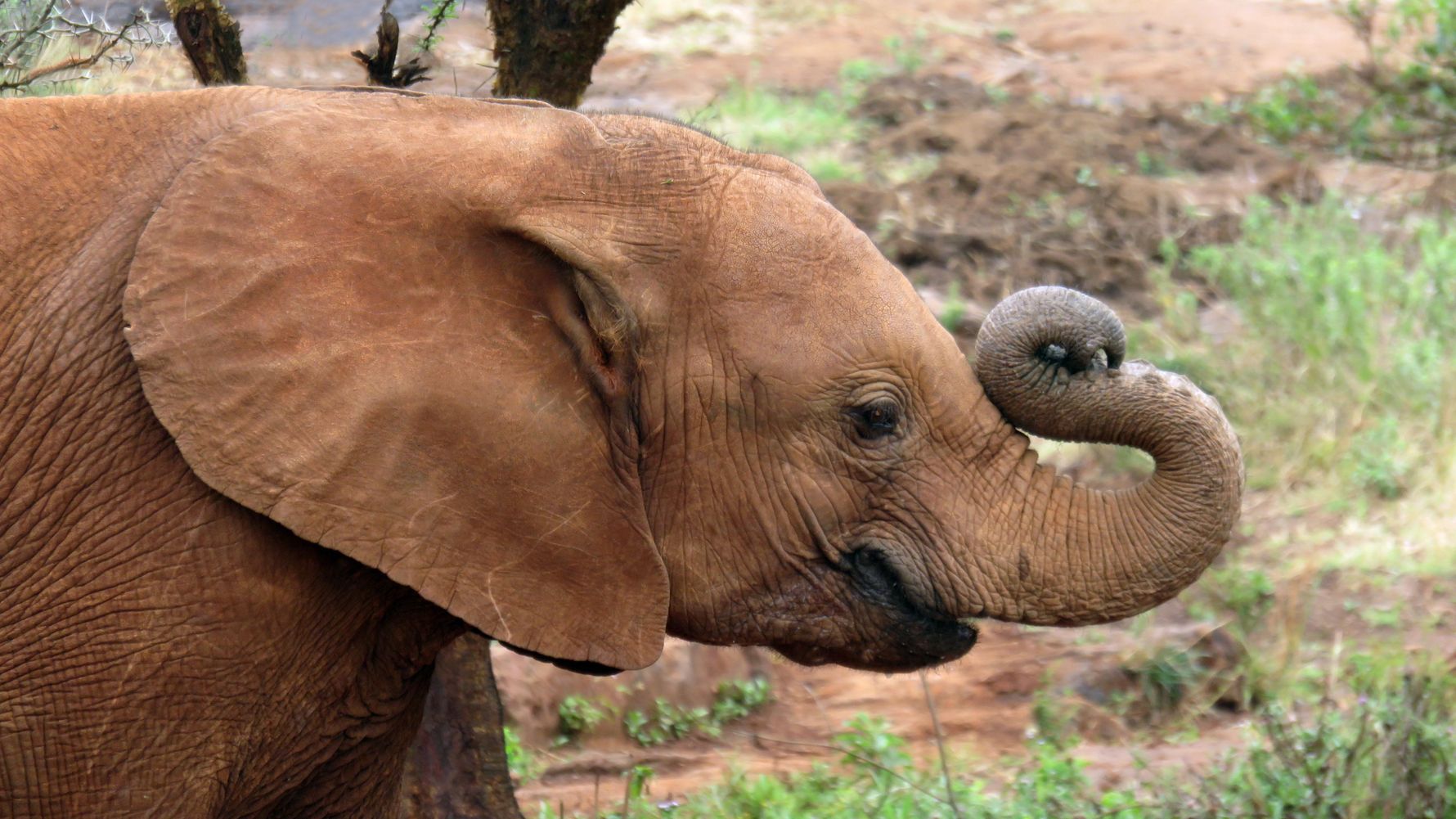 Safari-Reise Kenia: Aufnahme des Kopfes eines jungen Elefanten, der seinen Ruessel hebt
