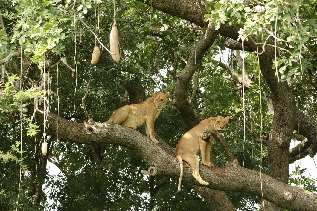 Zwei l&ouml;wen im Baum