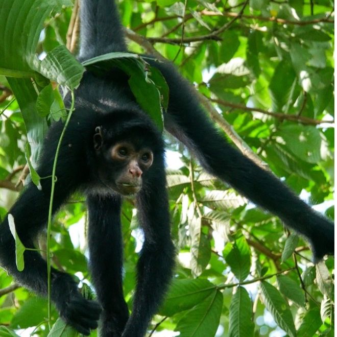 erfahrungsbericht-peru-volunteering-juliana-spider-monkeys