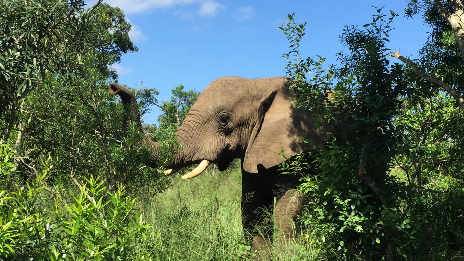 Freiwilligenarbeit in Suedafrika: Ein afrikanischer Elefant steht im Busch