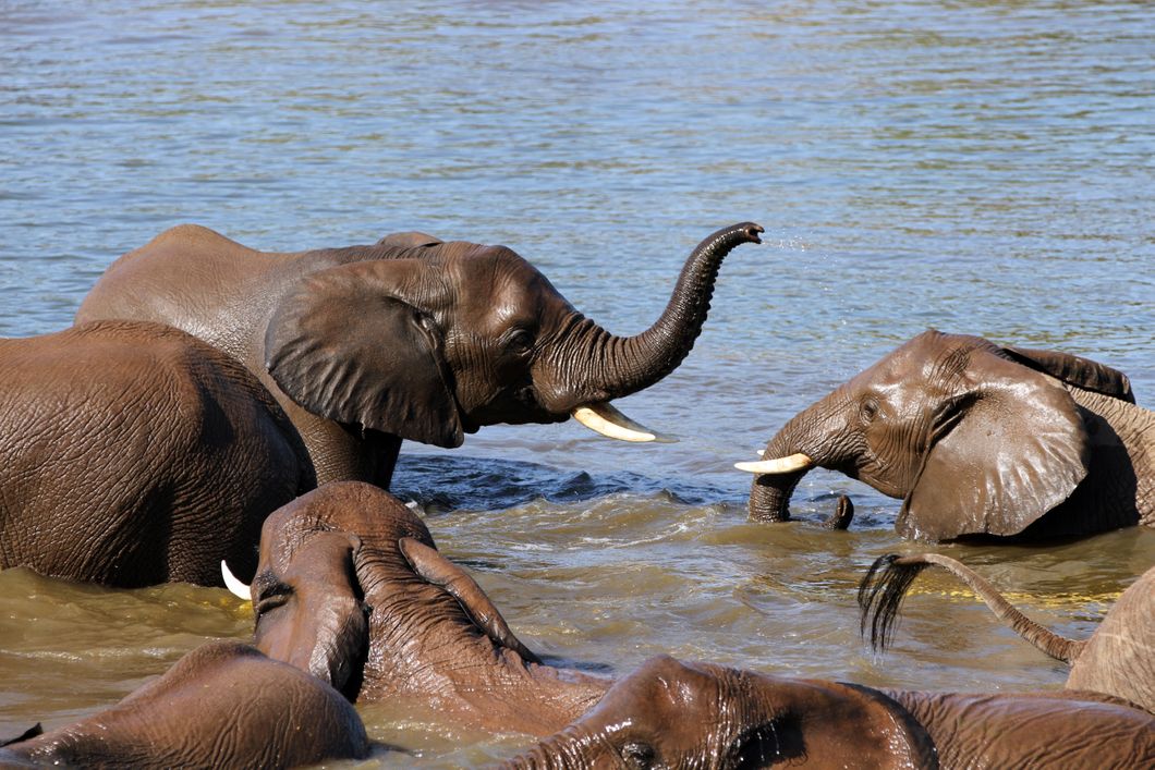 Trails Guide-Kurs im Okavango Delta: Elefantenherde badet in einem Gewaesser in  Botswana