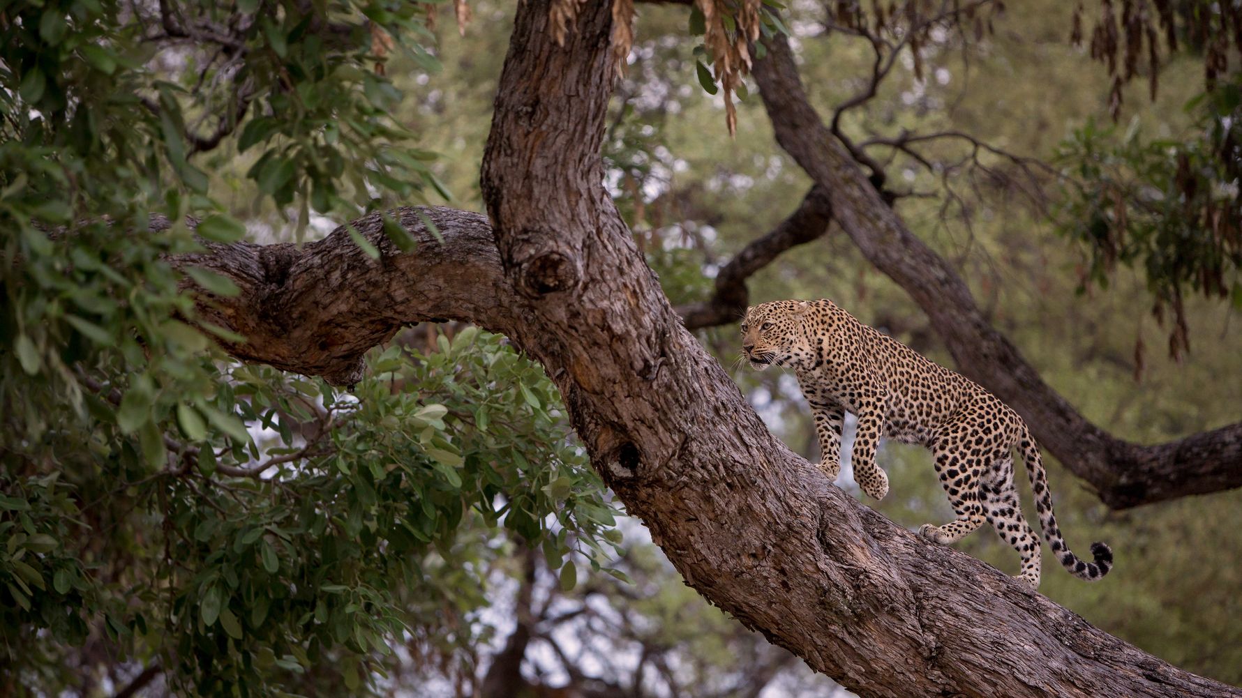 Leopard spaziert auf einem Ast eines Baumes in der Savanne des suedlichen Afrikas