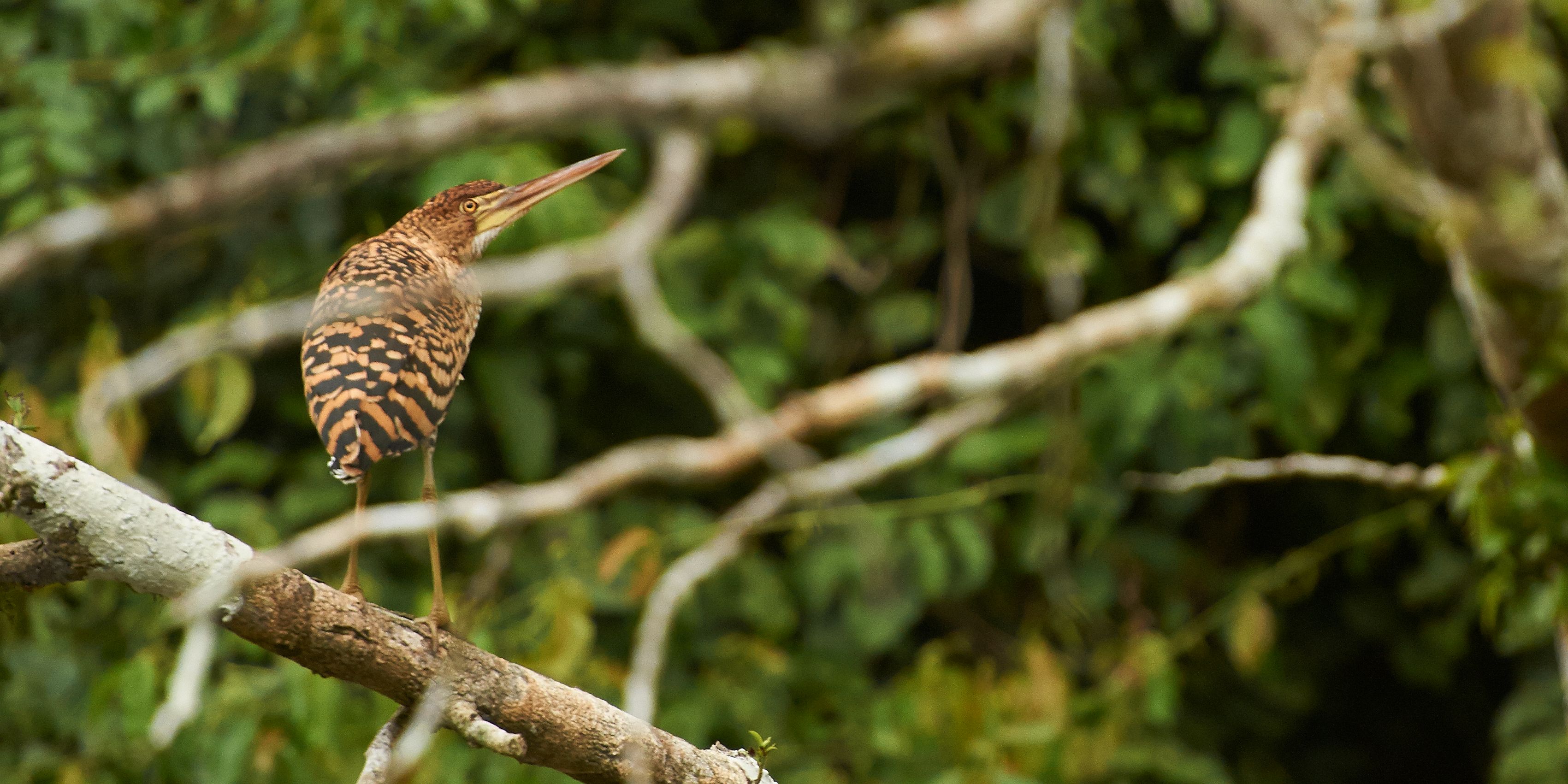 Die Vogelwelt Perus beheimatet einige exotische Exemplare