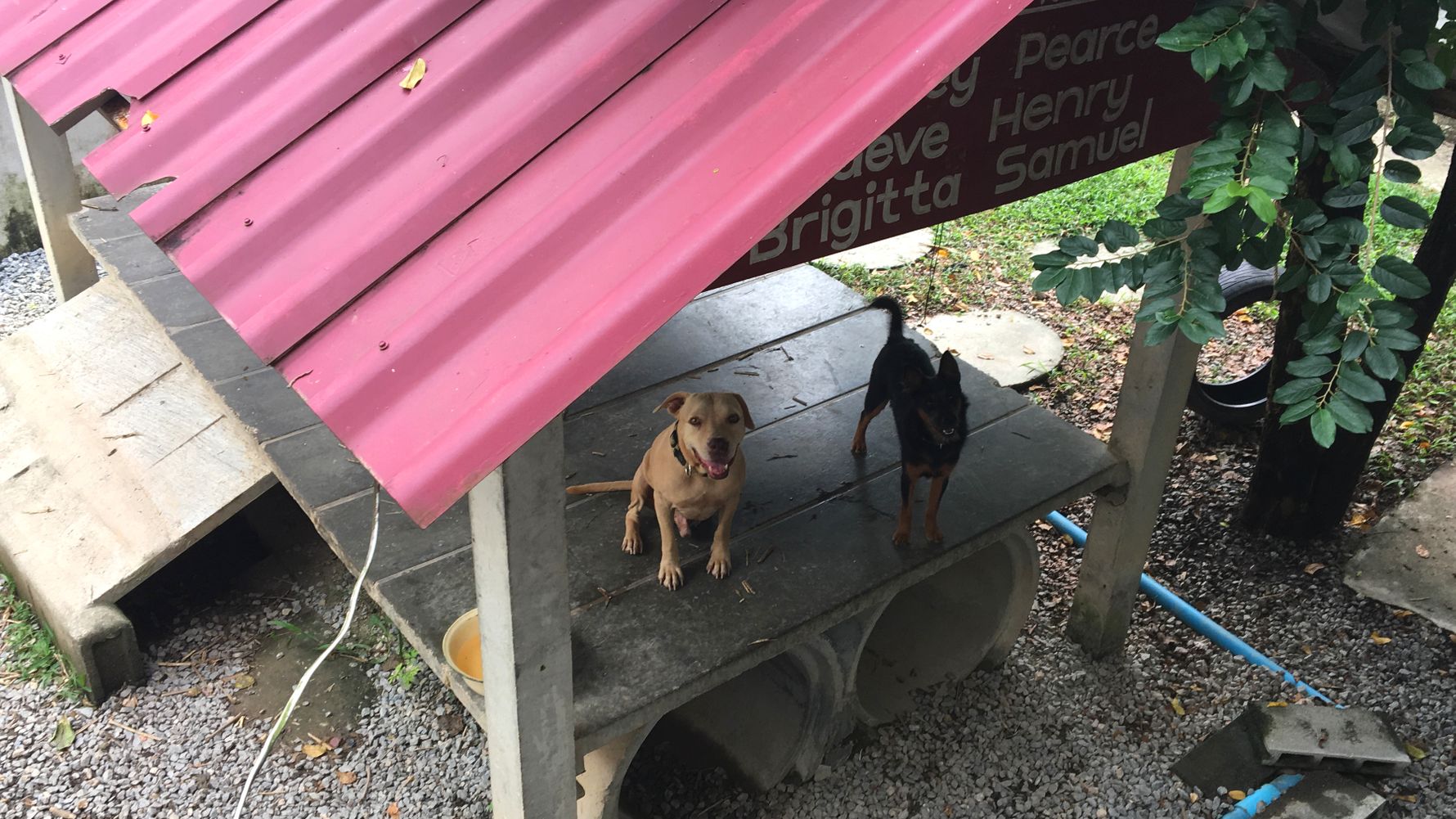 Freiwilligenarbeit Thailand: Zwei Hunde auf dem Gelaende des Tierschutzzentrums auf Ko Lanta