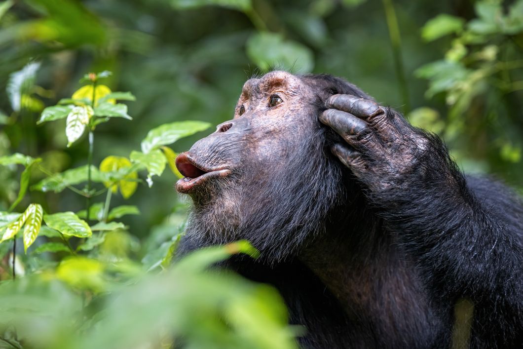 Chimpanzee calling
