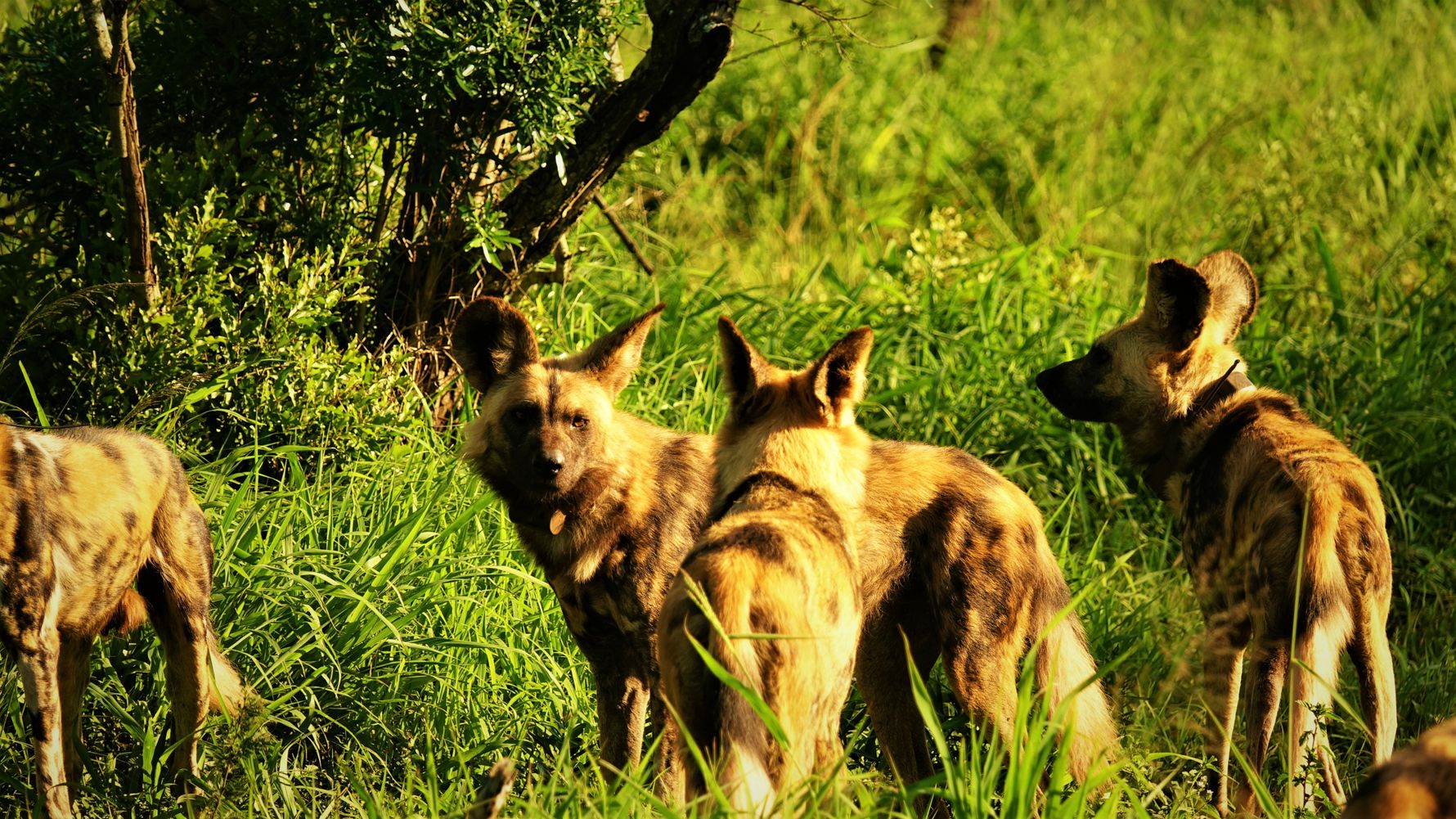 blog-ratgeber-suedafrika-kwazulu-natal-wildhunde-natucate