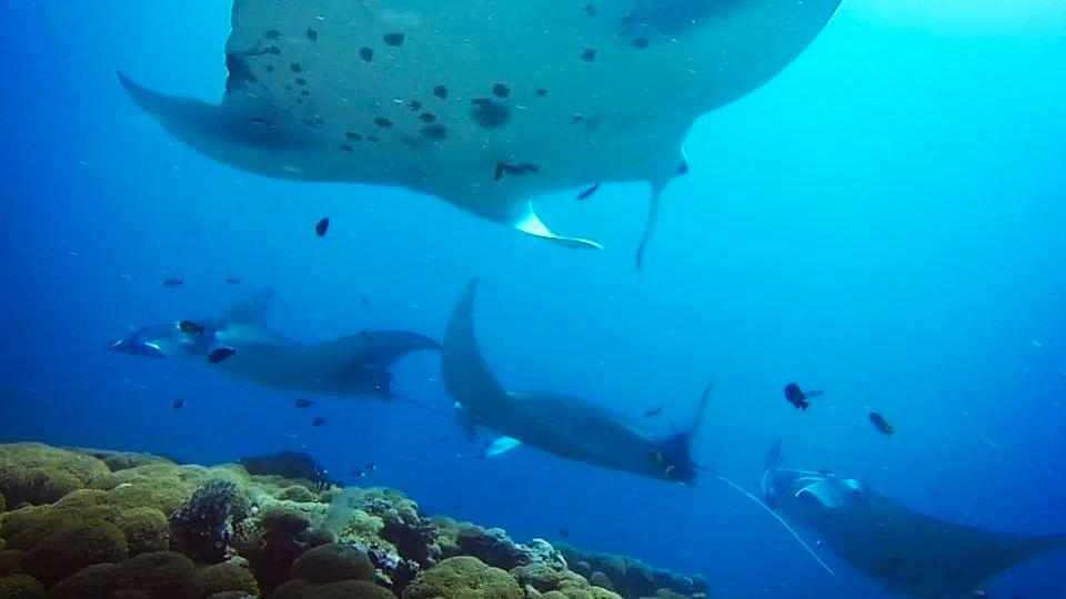 freiwilligenarbeit-malediven-erfahrungsbericht-artenschutz-rochen-natucate