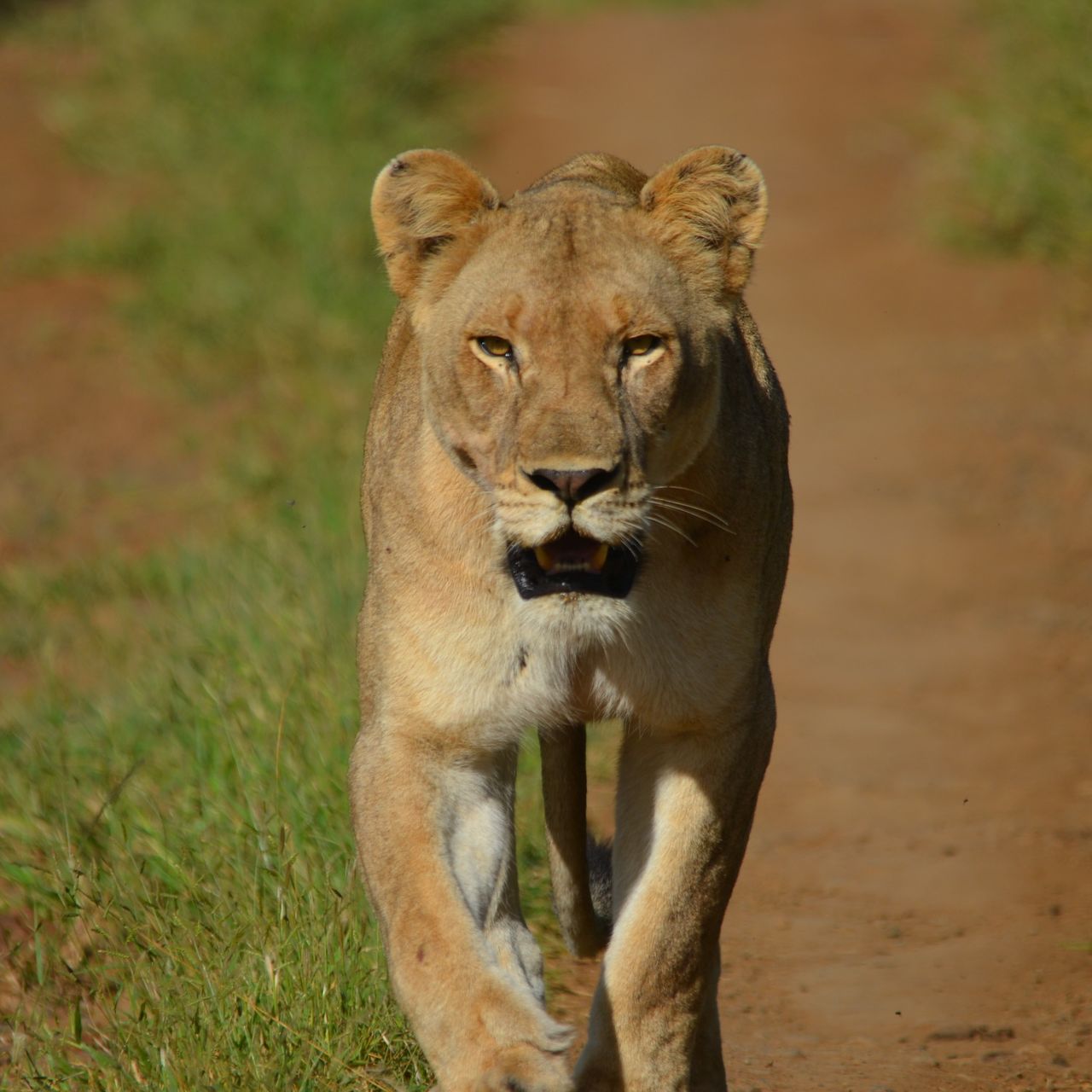 freiwilligenarbeit-natucate-suedafrika-loewe