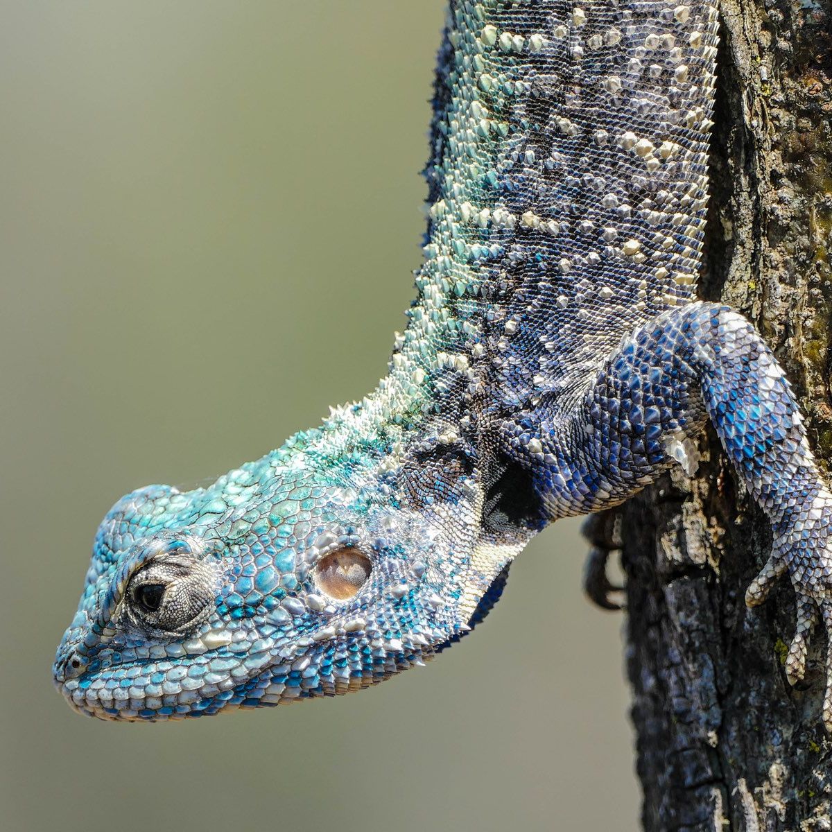 erfahrungsbericht-suedafrika-rangerausbildung-kundenfotos-echse-natucate