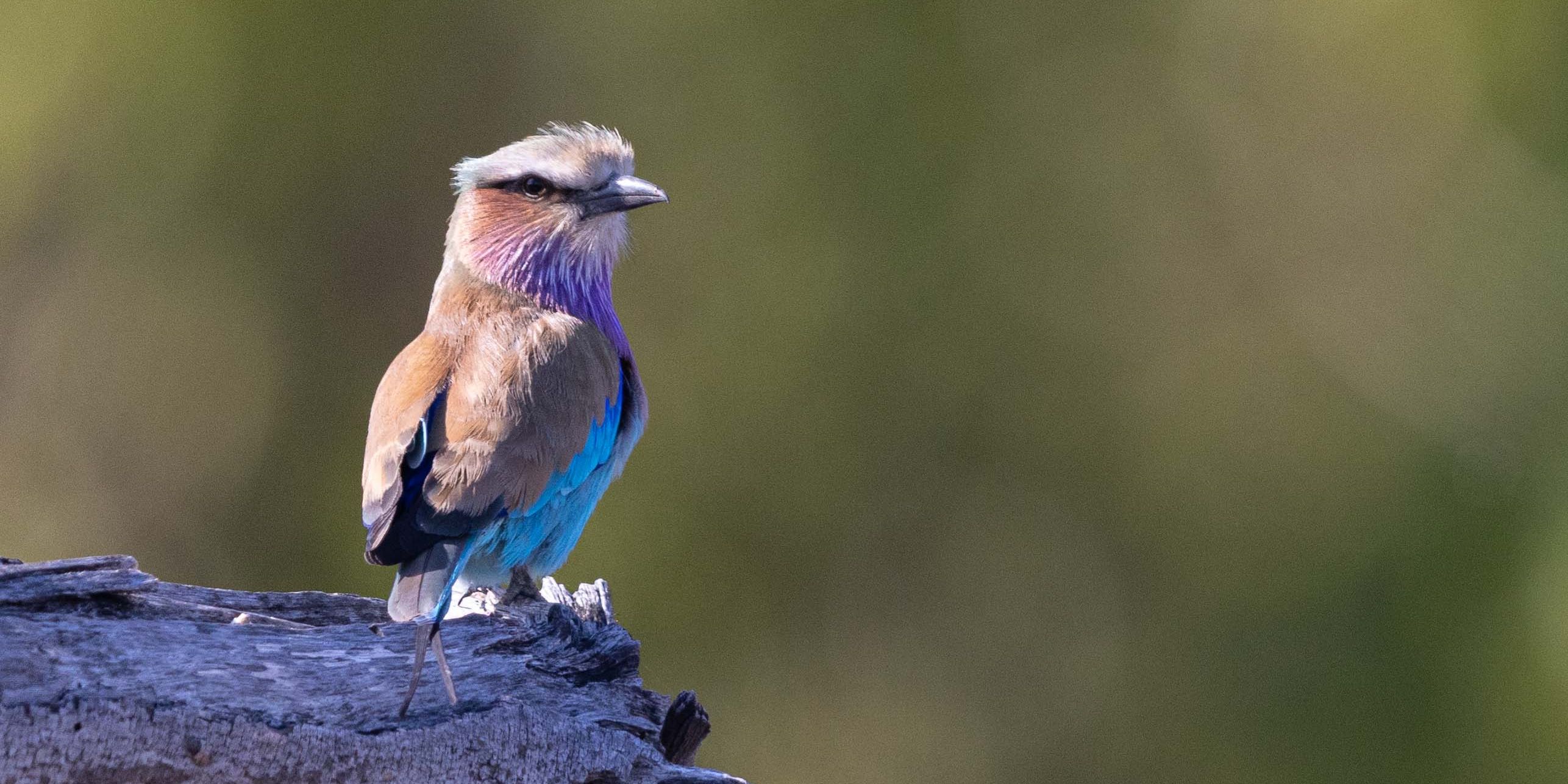 natur-und-rangerkurs-botswana-afrika-san-survival-skills-tracking-birding-natucate
