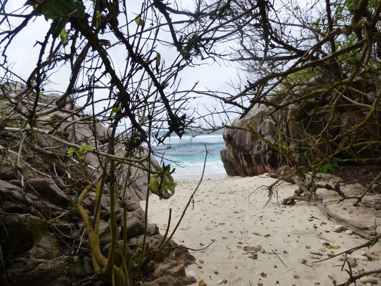 freiwilligenarbeit-seychellen-cousin-island-artenschutz-nils-strand-natucate