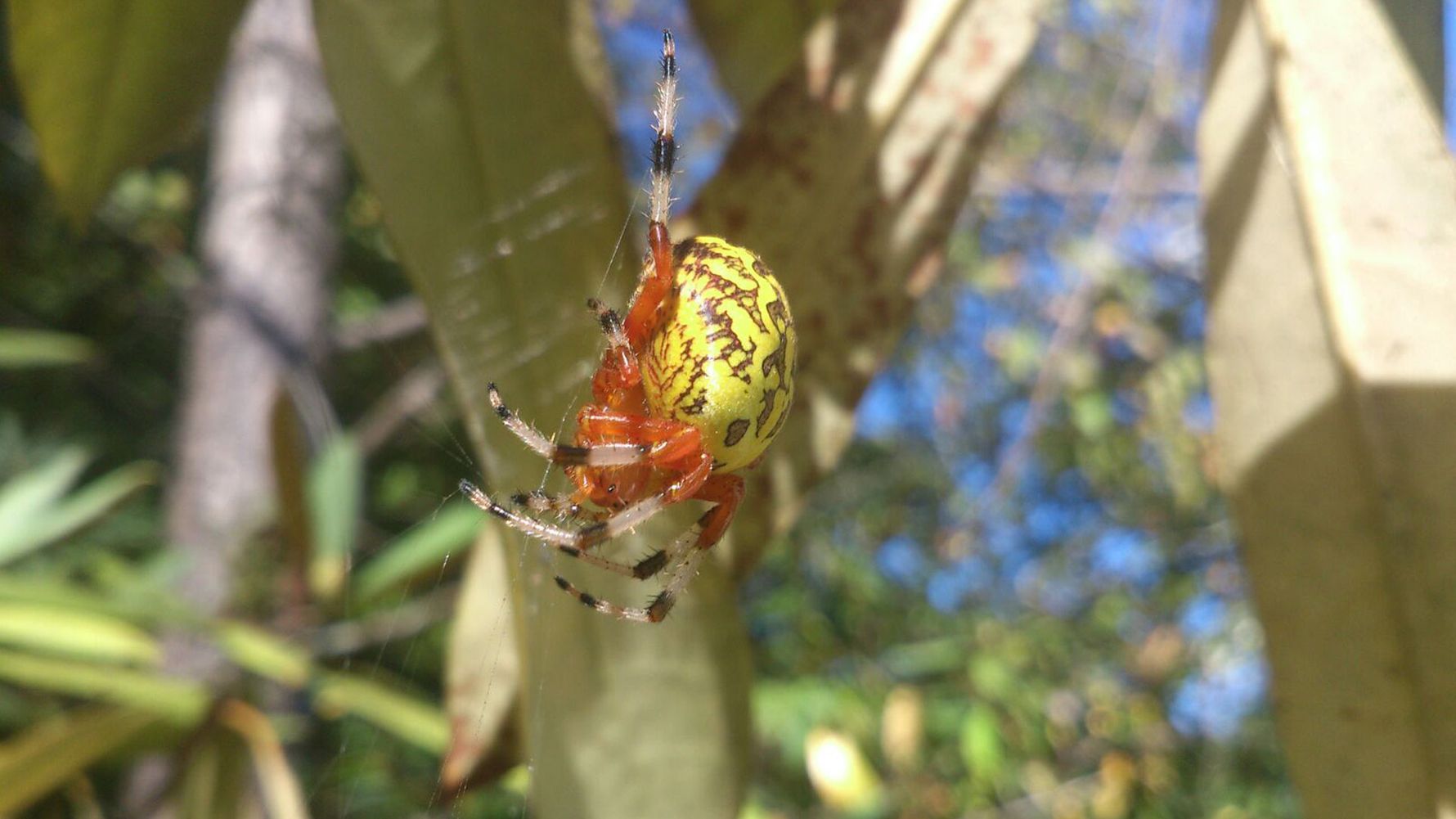 freiwilligenarbeit-usa-north-carolina-erfahrungsbericht-naturschutz-spinne-natucate