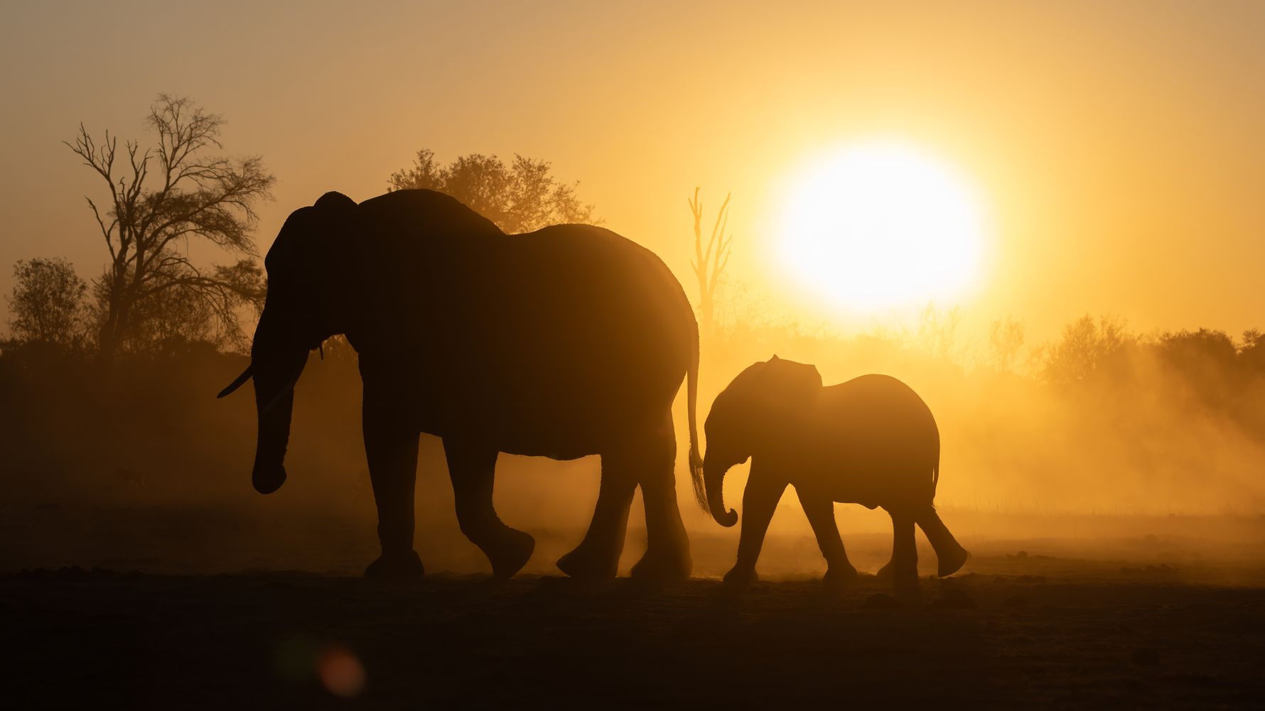 natucate-blog-africa-golden-hours-elephants-sunset