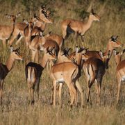 erfahrungsbericht-field-guide-afrika-impalas-natucate