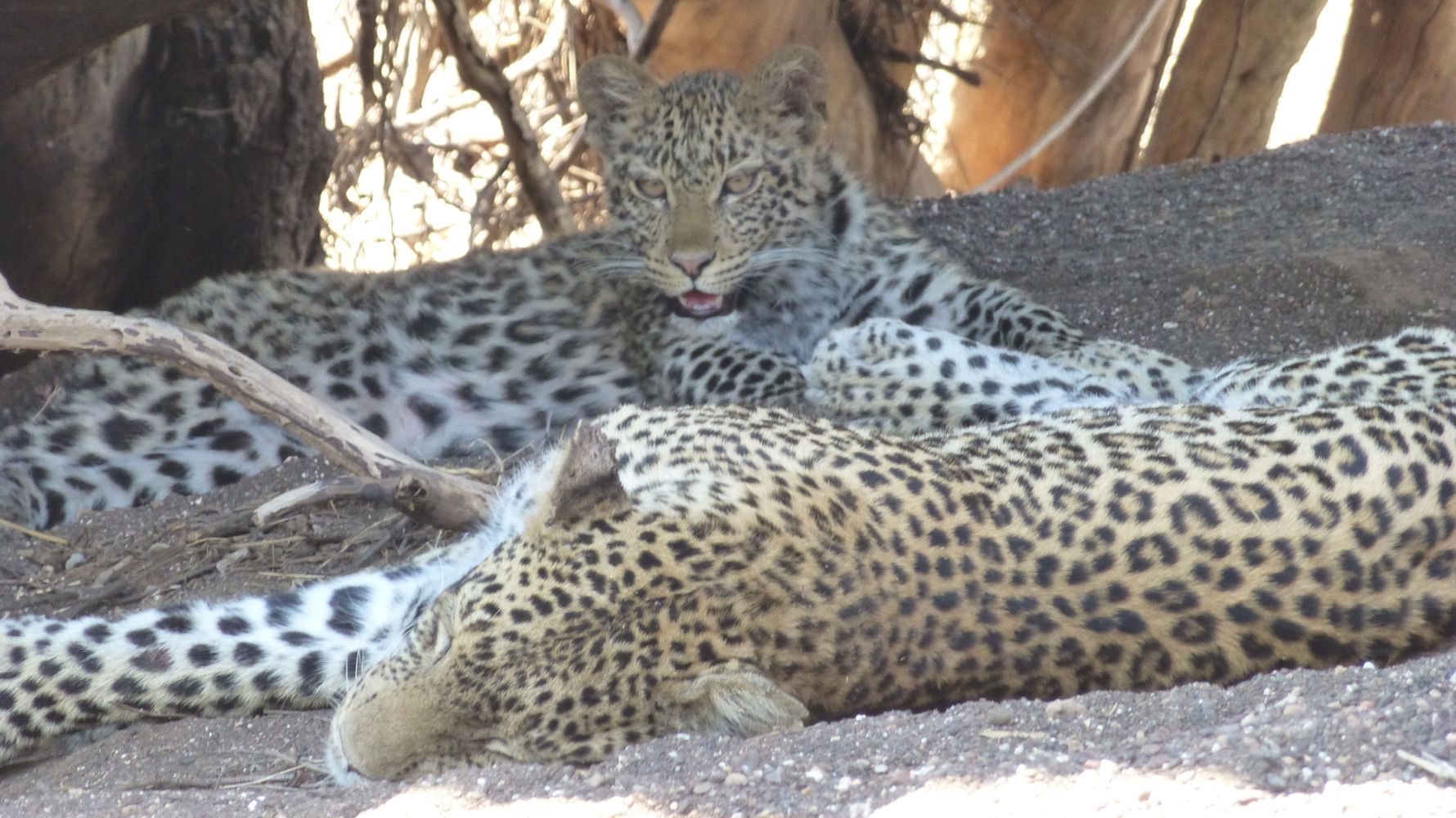 erfahrungsberichte-suedliches-afrika-fgl1-rangerausbildung-leoparden-natucate