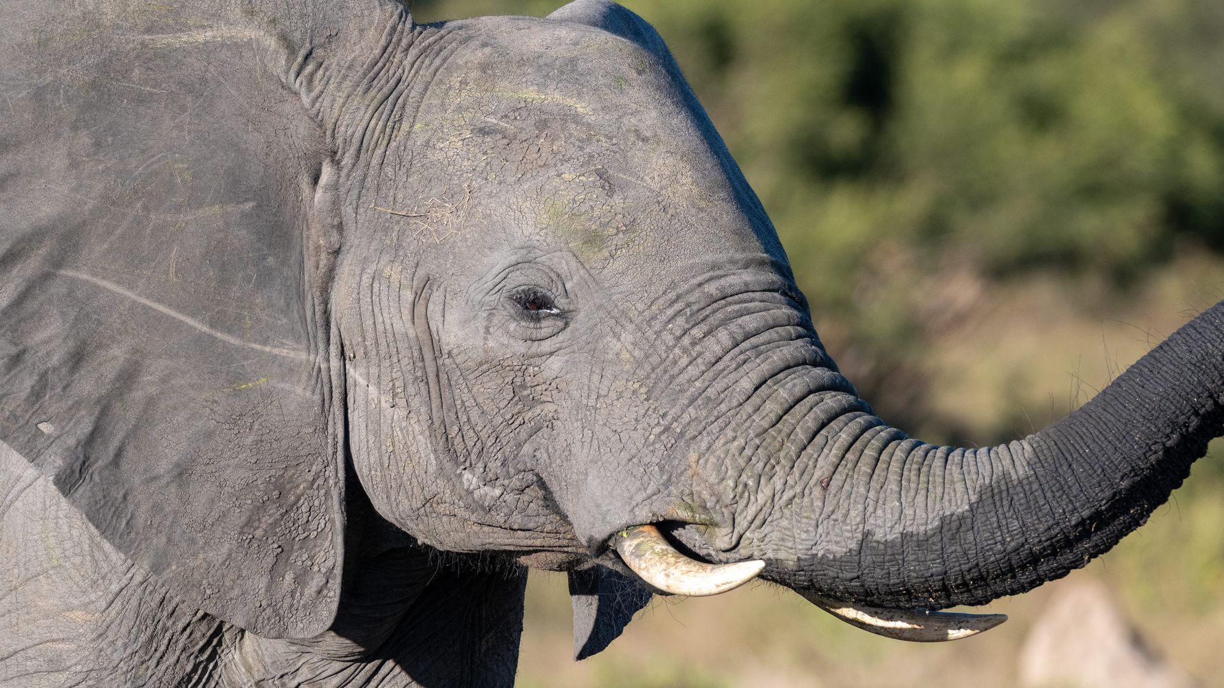 Junger Elefant