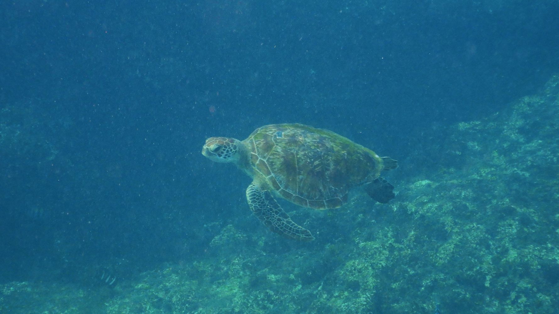 Karettschildkroeten sind an das Leben im Korallenriff angepasst