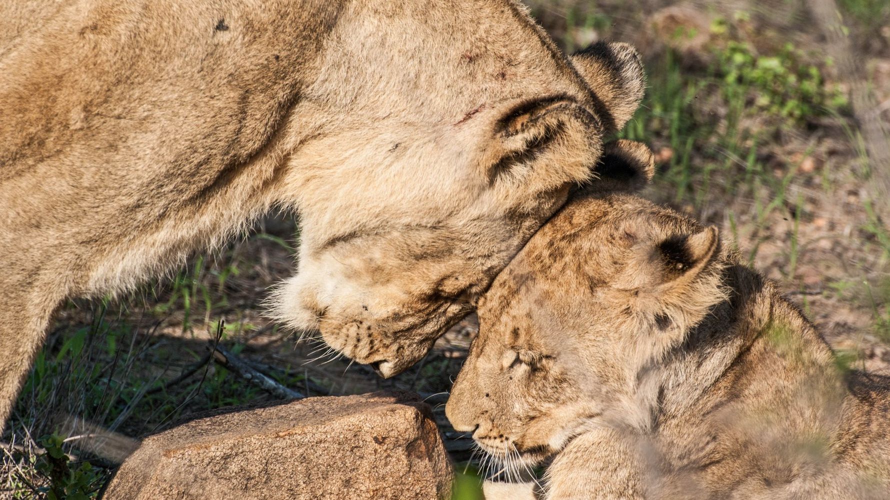 erfahrungsbericht-suedafrika-kundenfotos-rangerausbildung-loewen-natucate