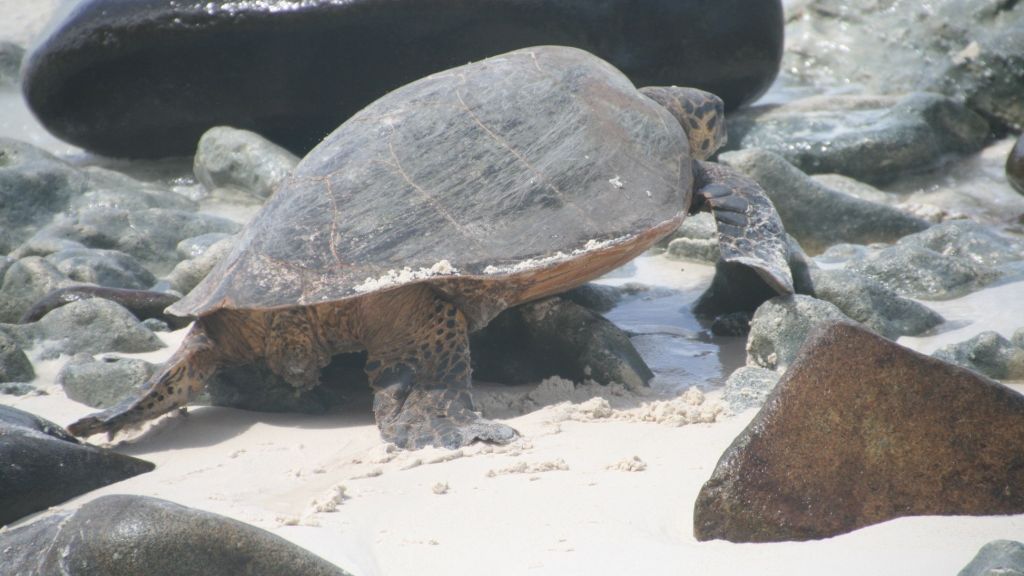 freiwilligenarbeit-seychellen-erfahrungsbericht-artenschutz-kundenfotos-schildkroete-natucate