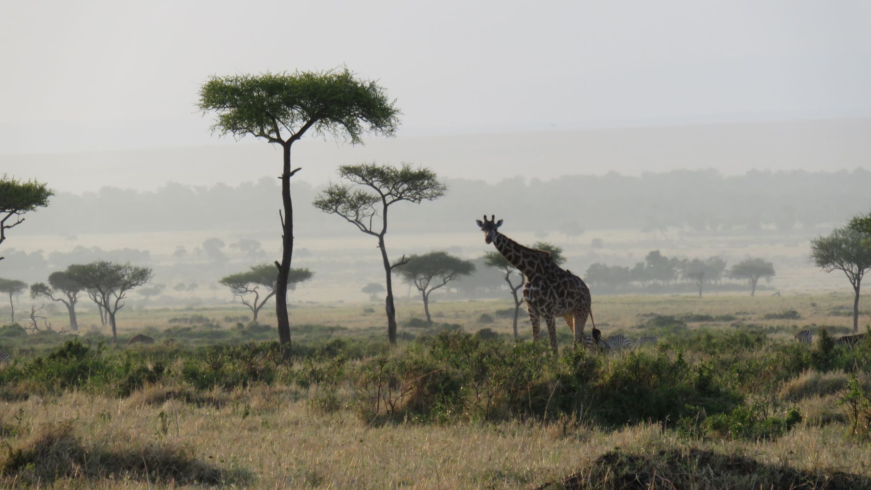 Safari Ostafrika: Giraffe beim Fressen inmitten von Kenias Masai Mara, zudem einige Zebras